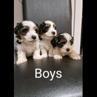Biewer Terrier - Both
