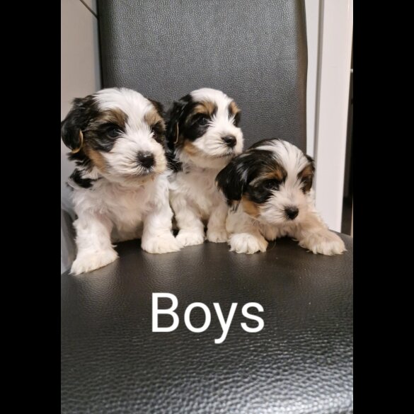 Biewer Terrier - Both