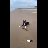 Border Collie - Both
