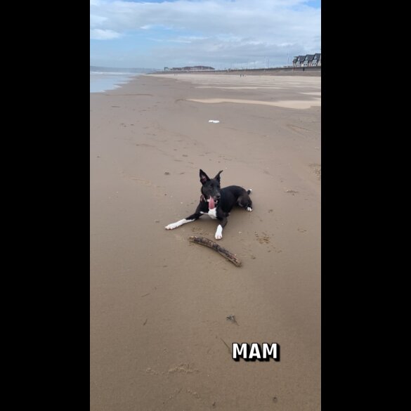 Border Collie - Both