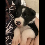 Border Collie - Both