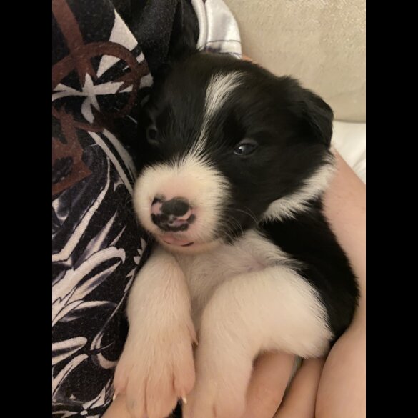 Border Collie - Both