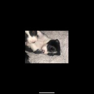 Border Collie - Both