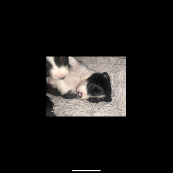 Border Collie - Both