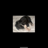Border Collie - Both