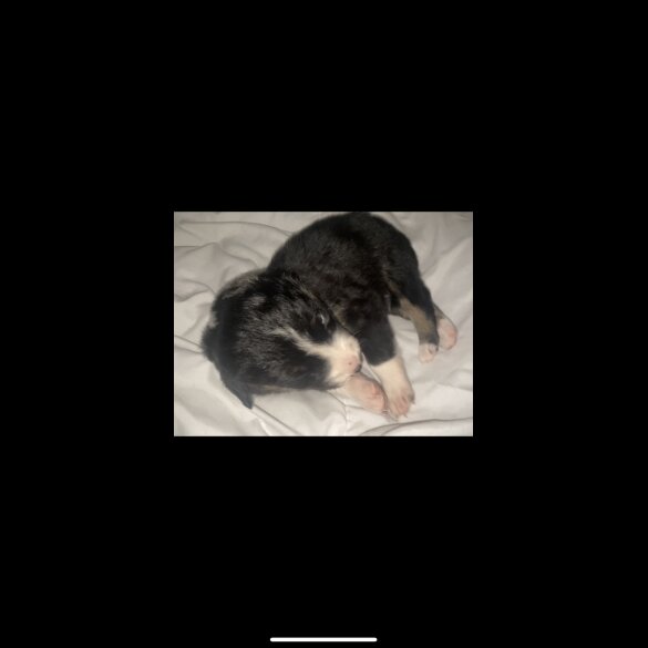 Border Collie - Both