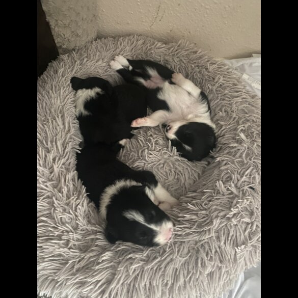 Border Collie - Both