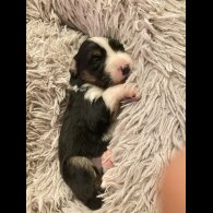 Border Collie - Both