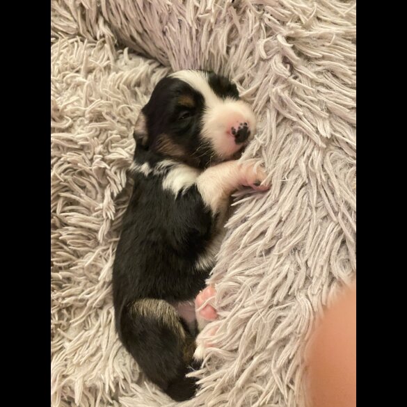 Border Collie - Both