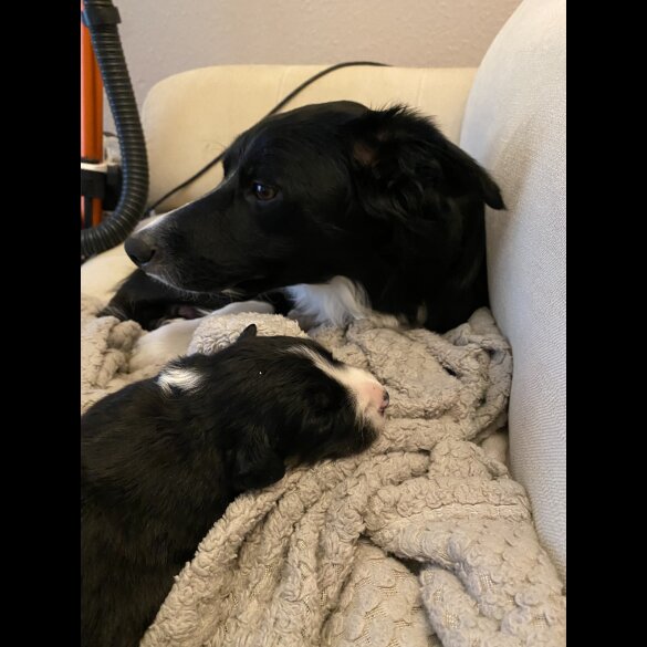 Border Collie - Both
