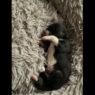Border Collie - Both