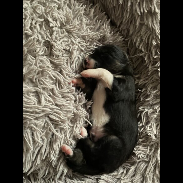 Border Collie - Both