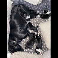 Border Collie - Both