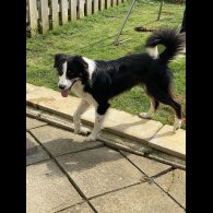 Border Collie - Both