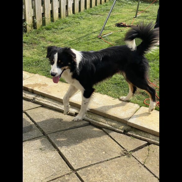 Border Collie - Both