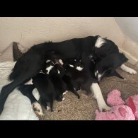 Border Collie - Both