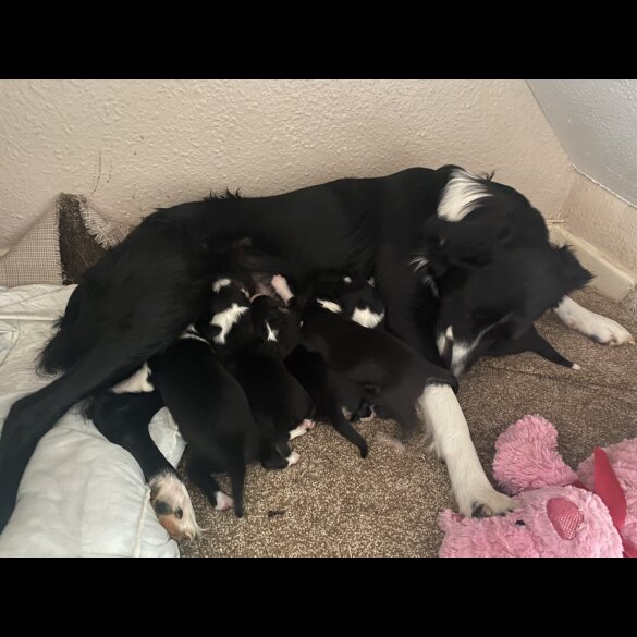 Border Collie - Both