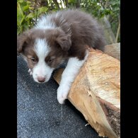Border Collie - Bitches