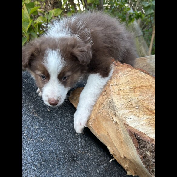 Border Collie - Bitches