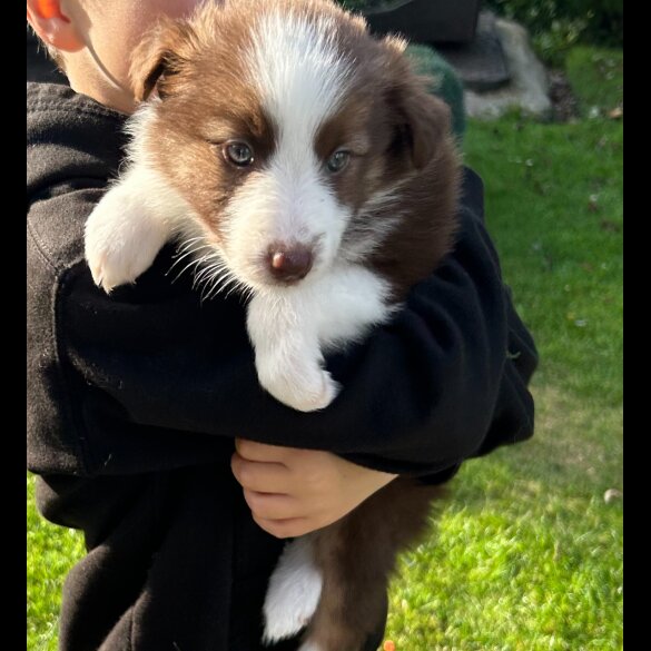 Border Collie - Bitches