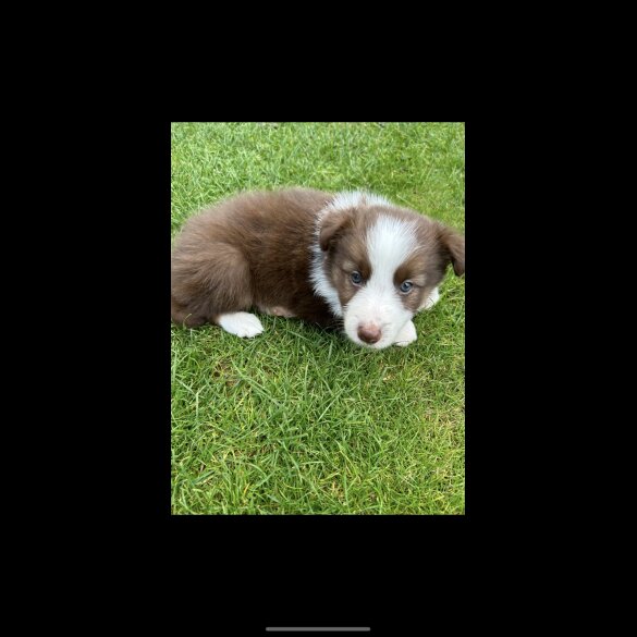Border Collie - Bitches