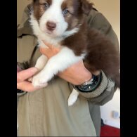 Border Collie - Bitches