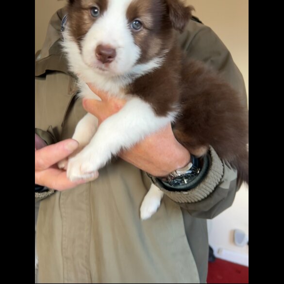 Border Collie - Bitches