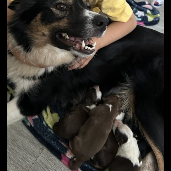 Border Collie - Bitches