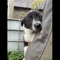 Border Collie - Dogs
