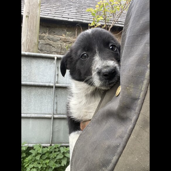 Border Collie - Dogs