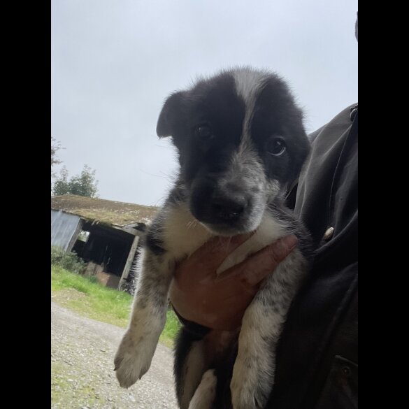 Border Collie - Dogs