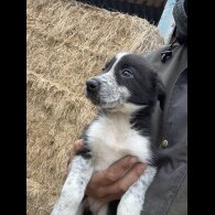 Border Collie - Dogs