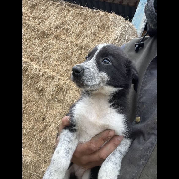 Border Collie - Dogs