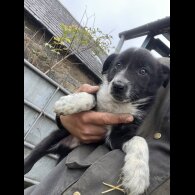 Border Collie - Dogs