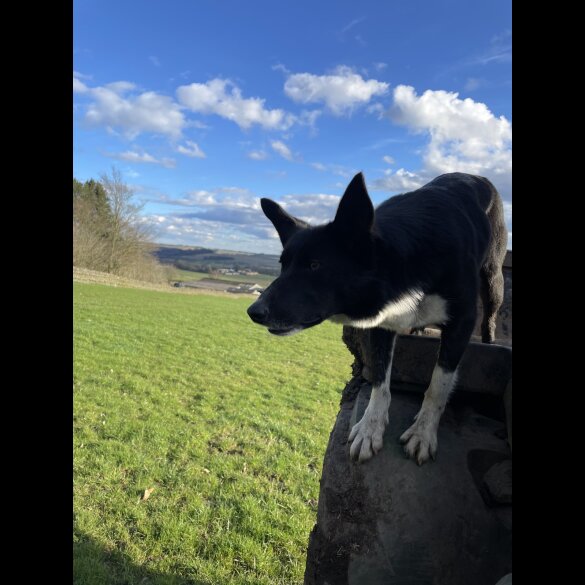 Border Collie - Dogs