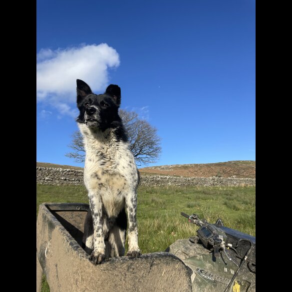Border Collie - Dogs