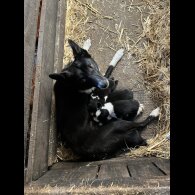 Border Collie - Dogs
