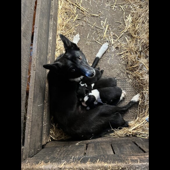 Border Collie - Dogs