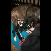 Border Collie - Bitches
