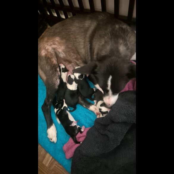 Border Collie - Bitches