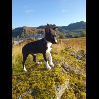 Border Collie - Bitches