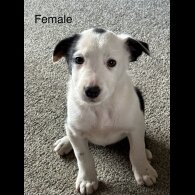 Border Collie - Both