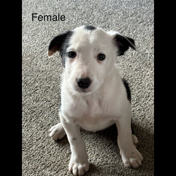 Border Collie - Both