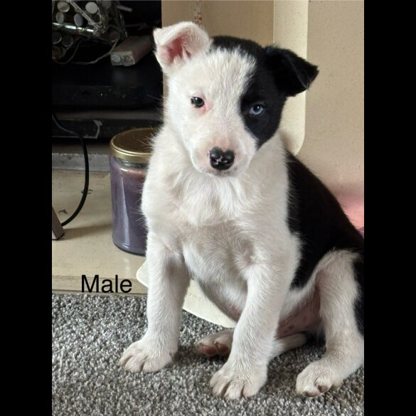 Border Collie - Both