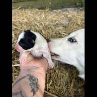 Border Collie - Both