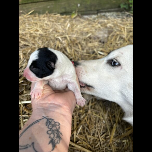 Border Collie - Both