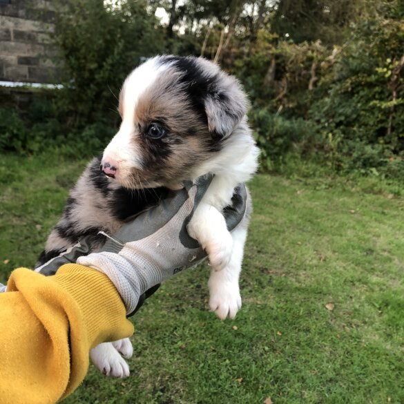 Border Collie - Both