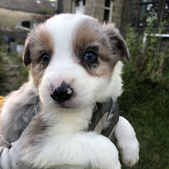 Border Collie - Both