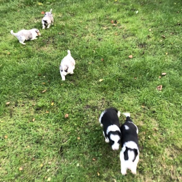 Border Collie - Both