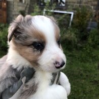 Border Collie - Both
